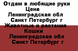 Отдам в любящие руки › Цена ­ 1 - Ленинградская обл., Санкт-Петербург г. Животные и растения » Кошки   . Ленинградская обл.,Санкт-Петербург г.